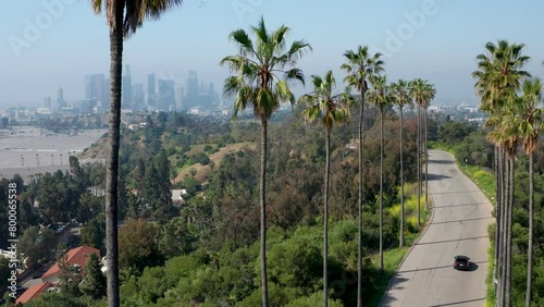 Scenic establish shot of palm tree lined street in Los Angeles park, car on road
