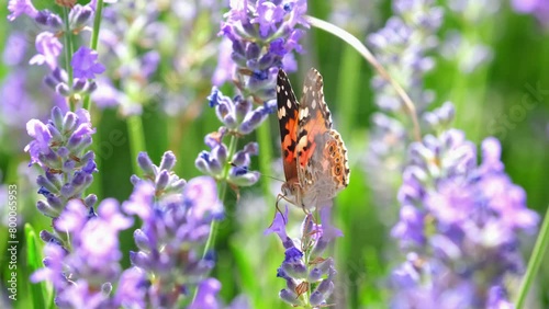 Butterflies on spring lavender flowers under sunlight. Beautiful landscape of nature with a panoramic view. Hi spring. long banner