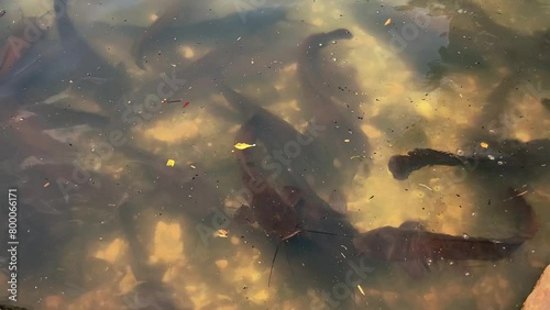 A huge flock of catfish feeding in a pond. Large catfish fish underwater photo