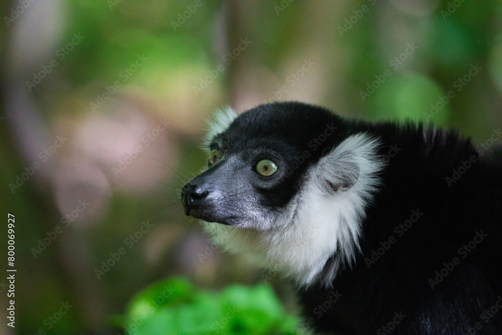 Fototapeta premium Black and white Ruffed Lemur closeup