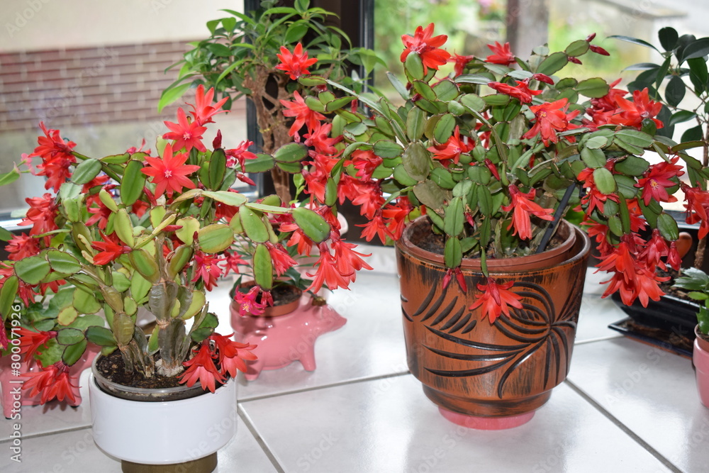 red blooming cactus red blooming cactus