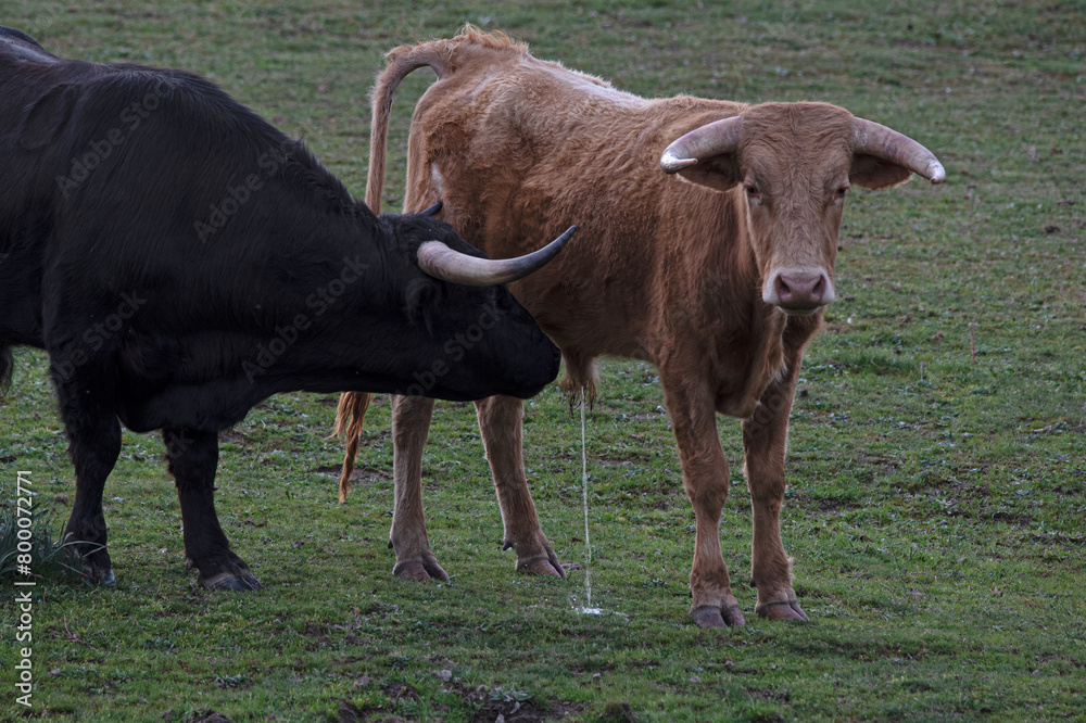 the bull smelling the urine of another bull while urinating the bull smelling the urine of another bull while urinating