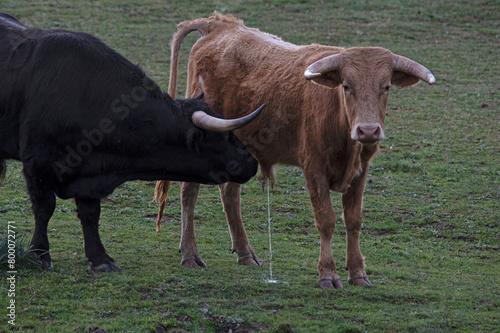 Fotografi the bull smelling the urine of another bull while urinating