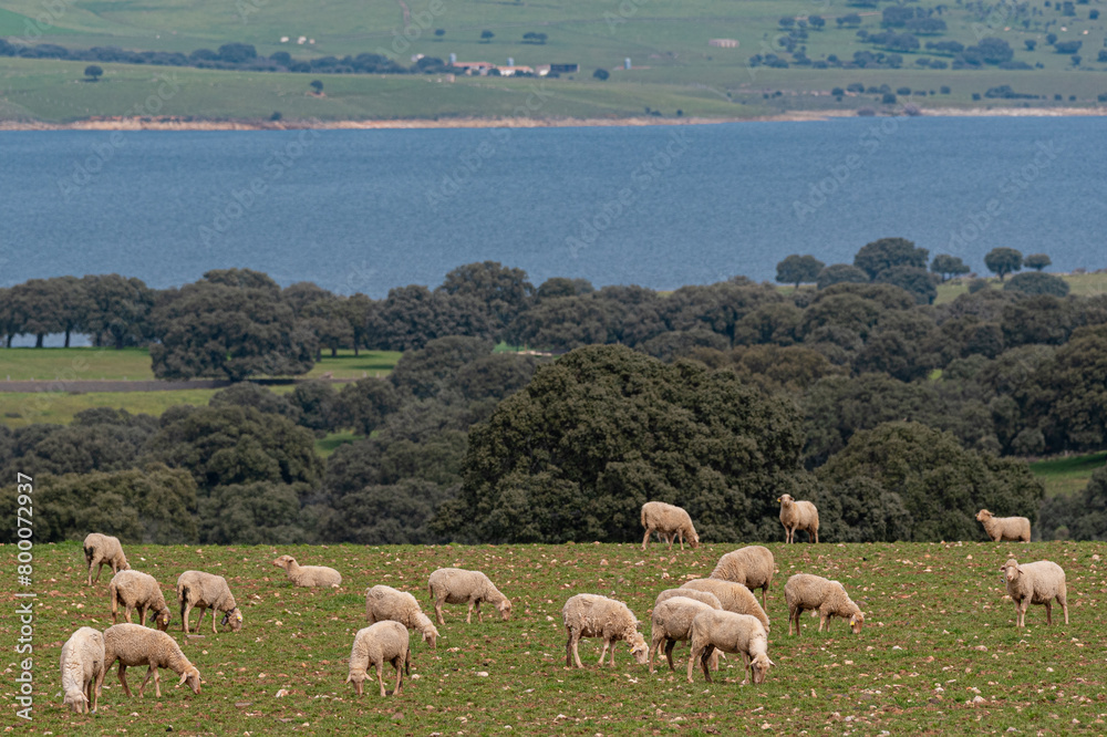 Obraz premium flock of sheep grazing on green meadow