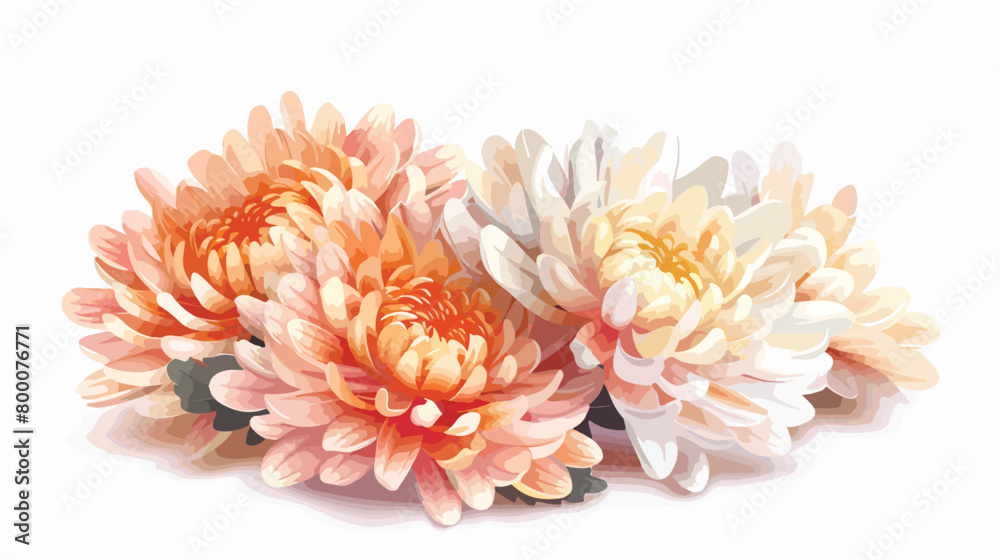 Fresh chrysanthemum flowers on white background close
