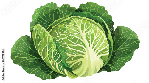 Fresh savoy cabbage on white background Vectot style