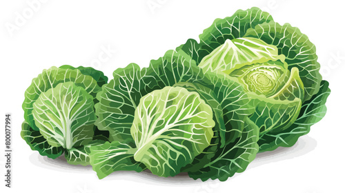 Fresh savoy cabbage on white background Vectot style © Nobel