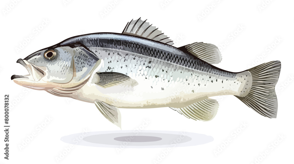 Fresh seabass fish on white background Vectot style vector