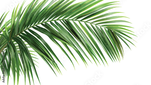 Fresh tropical palm leaf on white background Vector © Nobel