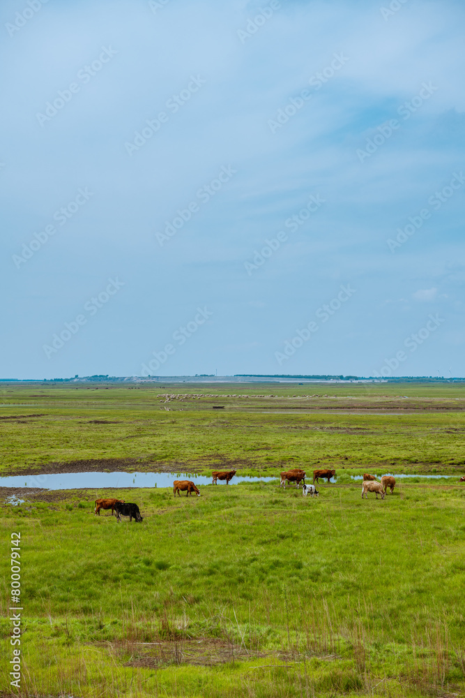 Cows on the grassland
