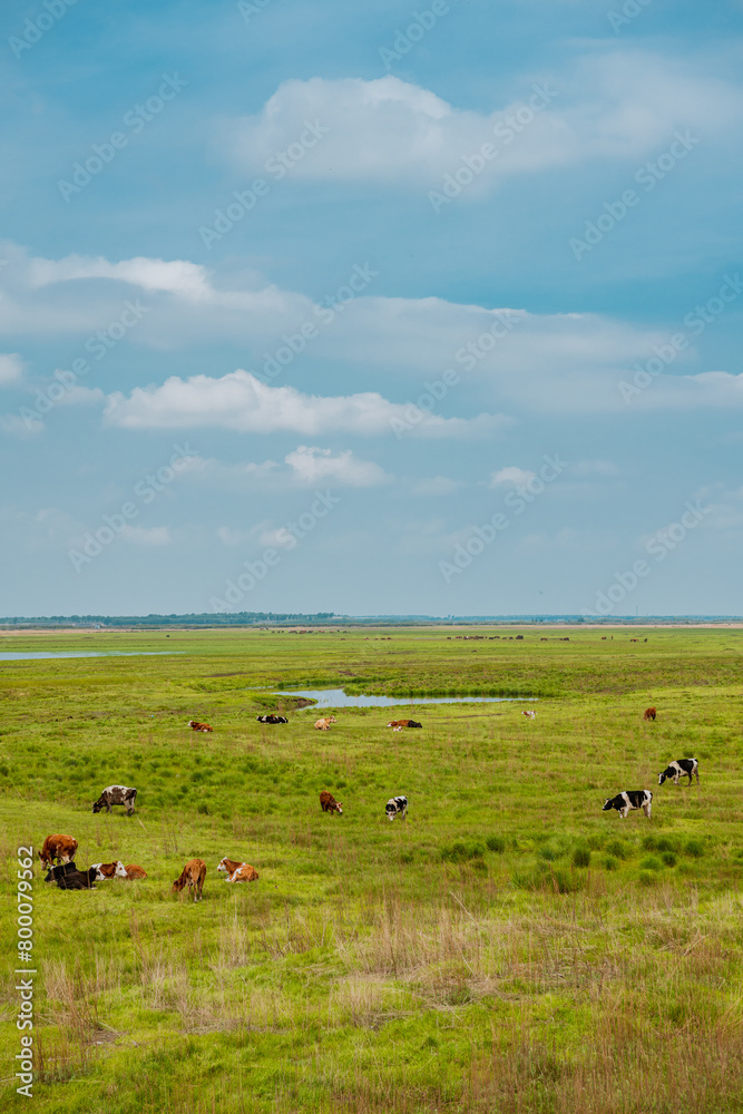 Cows on the grassland