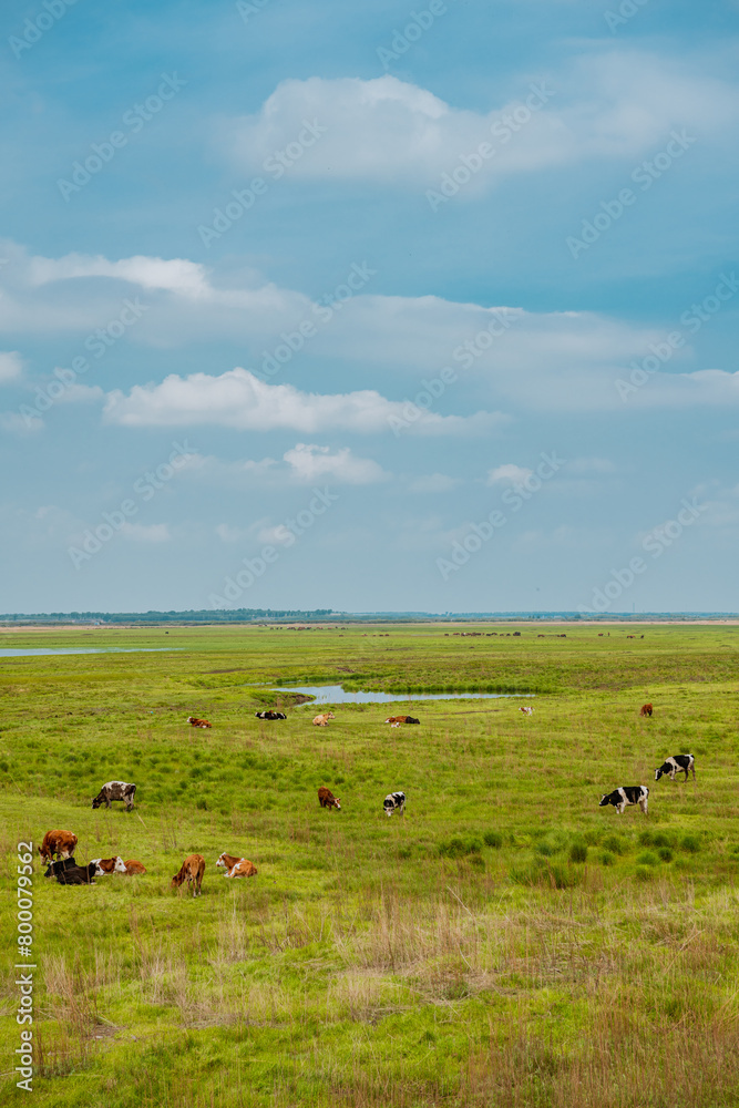 Cows on the grassland Cows on the grassland