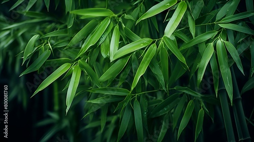 Green Bamboo Leaves in Forest