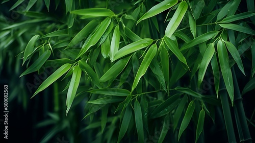 Green Bamboo Leaves in Tropical Forest