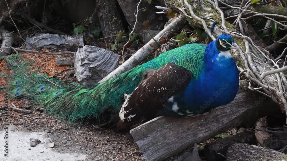 peacock with feathers resting on log peacock with feathers resting on log
