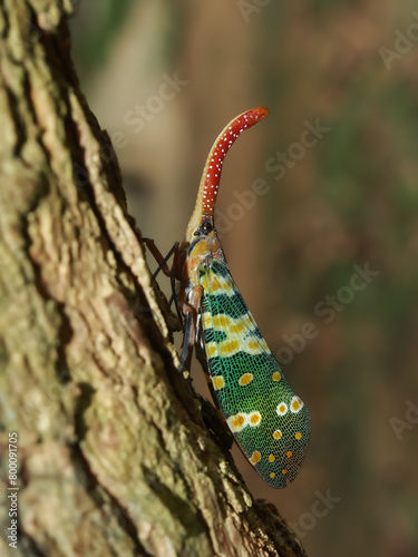 Fulgorid bug Green Lanternfly