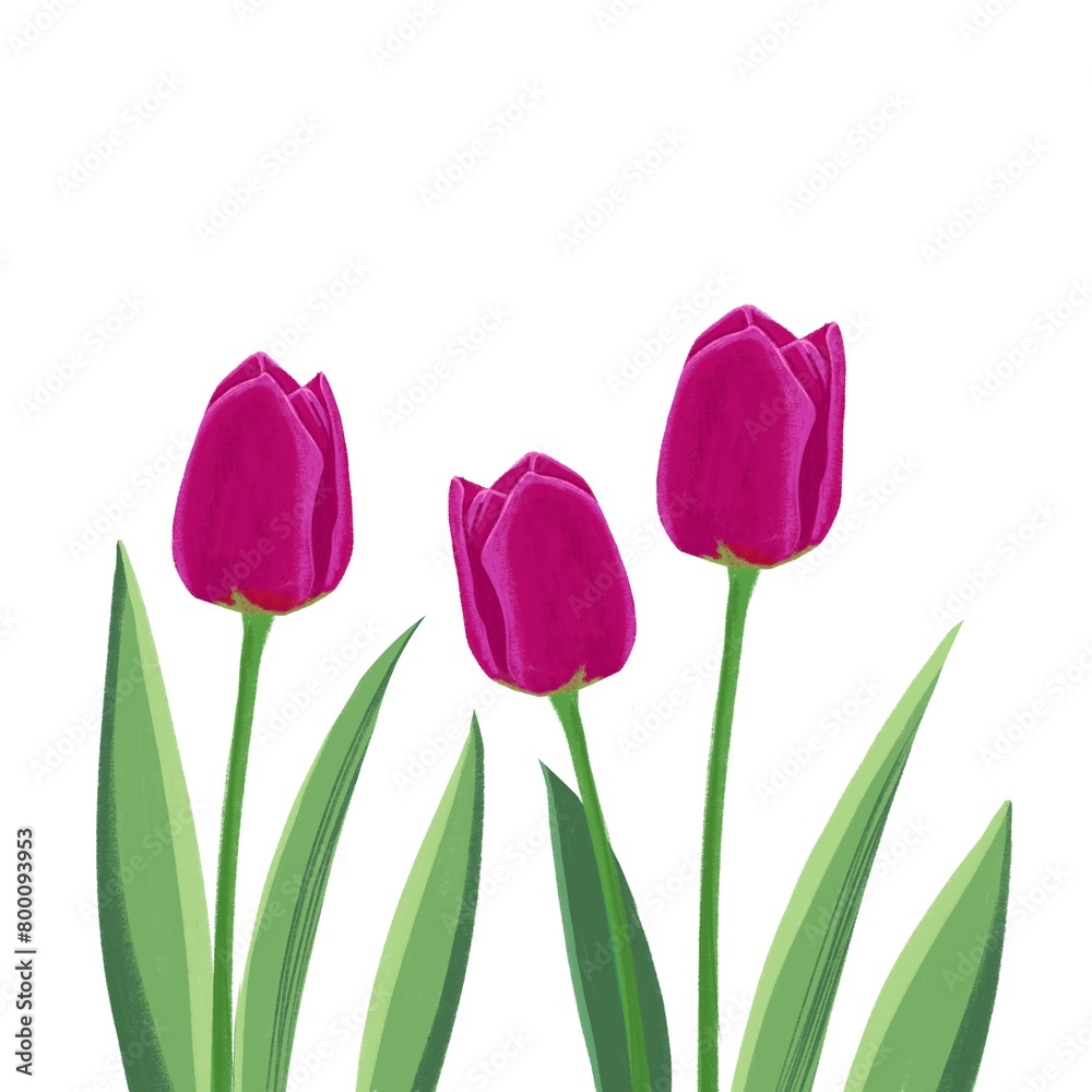 Fototapeta premium Spring flowers on white background. Violet tulips illustration. Simple flower decorative elements for cards. Easter decoration. Mother’s Day celebration. Floral frame