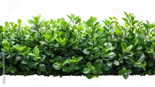 Bush PNG. Green plant isolated 