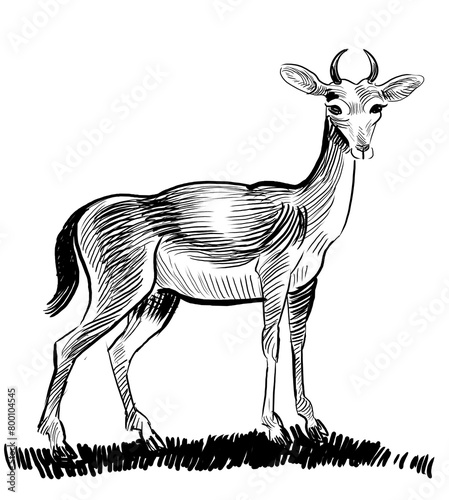 Standing antelope. Hand drawn black and white illustration © berdsigns