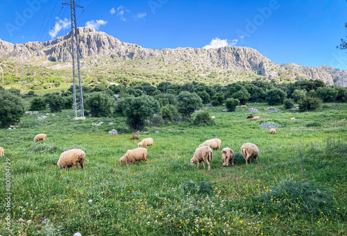 Rebaño de ovejas pastando en la Calzada Romana de Ubrique a Benaocaz (Sierra de Grazalema, Cádiz) photo