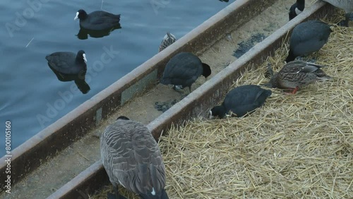 Eurasian Coot and Canada Goose by the At Feeding station Strommen in Stockholm photo