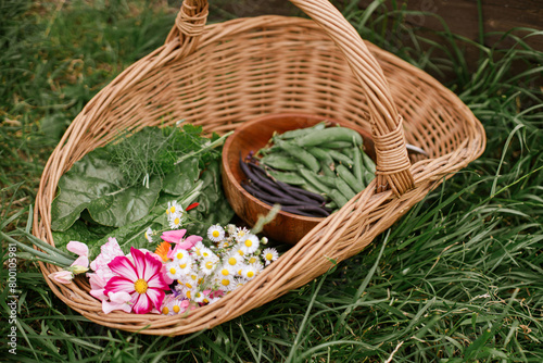Homestead lifestyle. Vegetables  chard leaves  beans and flowers  in wicker basket close up. Harvesting vegetables and greens in urban organic garden