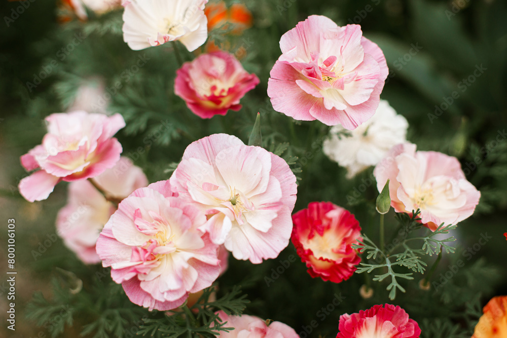 Beautiful pink california poppies blooming in cottage garden. Close up of colorful eschscholzia flowers. Floral wallpaper. Homestead lifestyle and wild natural garden