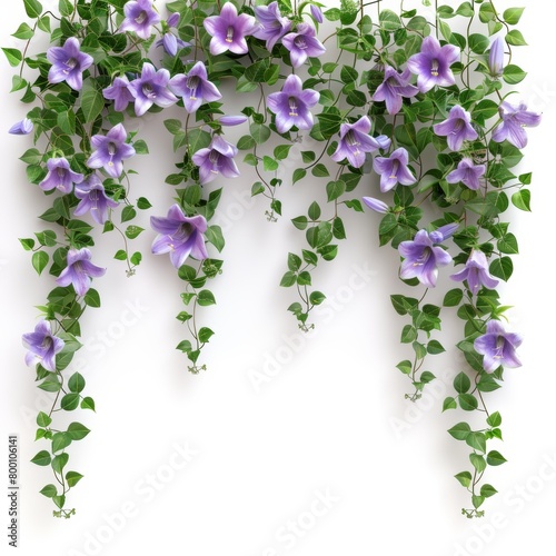 3d illustration border of plant purple campanula isolated on white background 