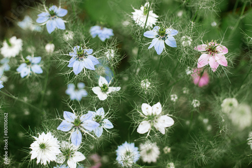 Beautiful nigella blooming in cottage garden. Close up of blue and white love in a mist flowers. Floral wallpaper. Homestead lifestyle and wild natural garden © sonyachny