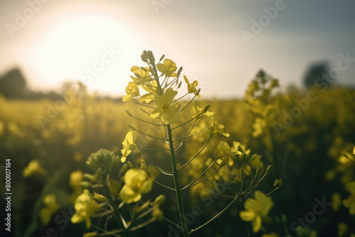 植物, 花畑, 花, 菜の花, 黄色, 草原, Plants, flower garden, flowers, rape blossoms, yellow, meadow