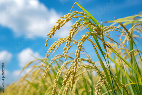 Golden Rice Grains Glistening under Blue Sky - Agriculture and Nature Harmony