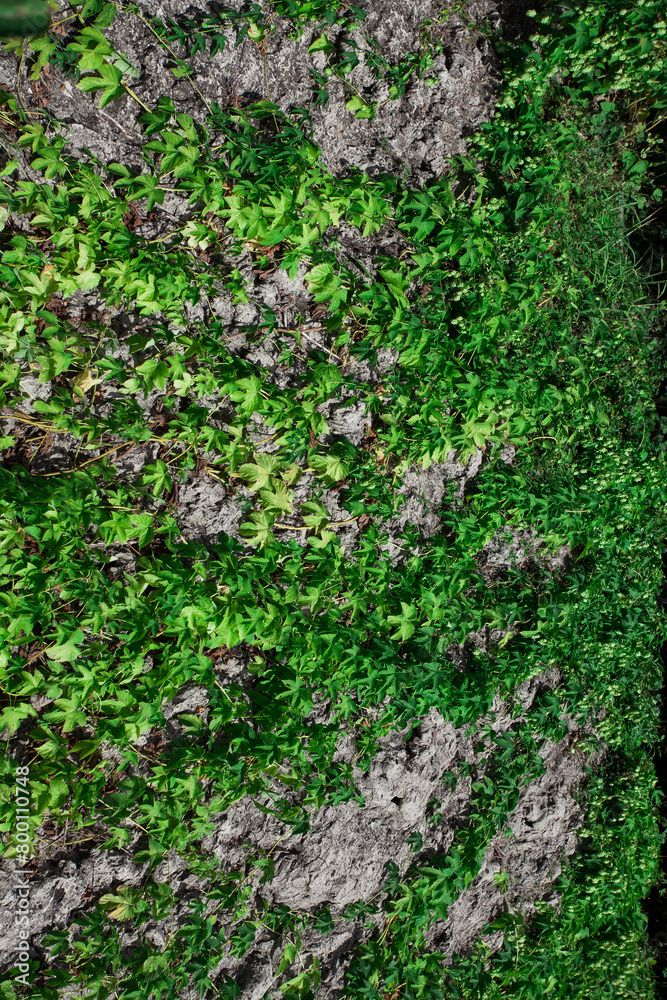 Green ivy has grown on the concrete wall. Textured background image for your creative design or illustrations about nature. Green ivy has grown on the concrete wall. Textured background image for your creative design or illustrations about nature.