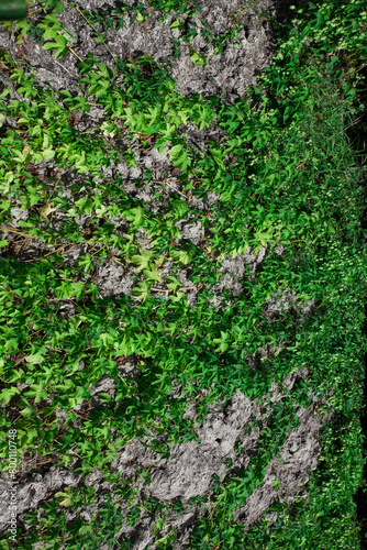 Green ivy has grown on the concrete wall. Textured background image for your creative design or illustrations about nature.
