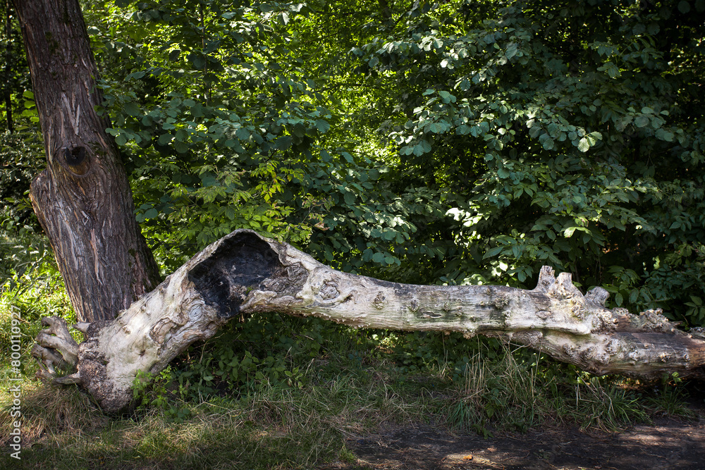 Fallen old textured tree in a wooded area. Background image about nature for your creative design or illustrations. Fallen old textured tree in a wooded area. Background image about nature for your creative design or illustrations.