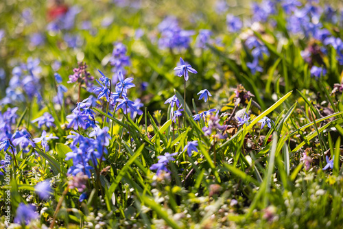 Wallpaper Mural Scilla siberica blooming in the forest in spring Torontodigital.ca