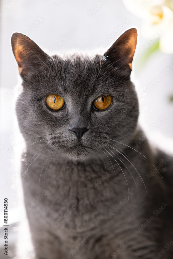 Portrait of a blue British Shorthair cat