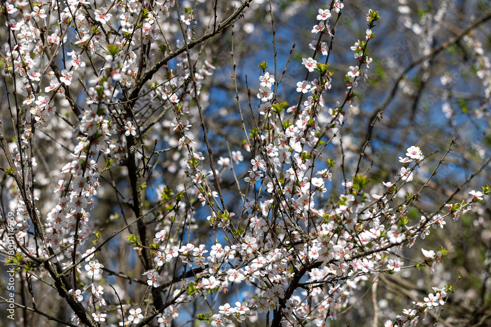 Branches of a flowering tree in spring