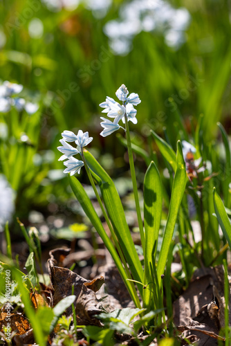 Close view of blooming pushkinia in the forest