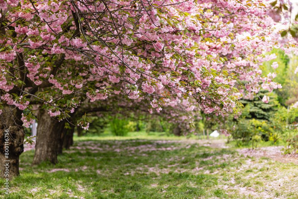 Path among cherry blossom trees. Landscape with sakura.