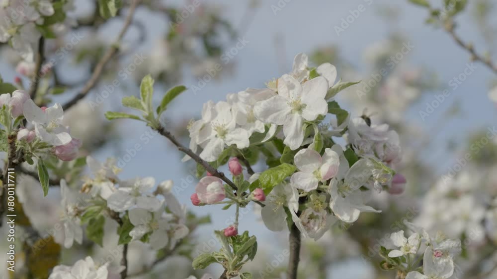 apfelbaum mit bienen in voller blüte im frühling apfelbaum mit bienen in voller blüte im frühling
