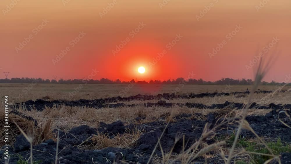 Sunset on a wheat field in Uzbekistan. Wheat fields illuminated by the soft light of the departing summer sun. A rural area with a vast golden field of mown wheat. Harvesting wheat. 4К Sunset on a wheat field in Uzbekistan. Wheat fields illuminated by the soft light of the departing summer sun. A rural area with a vast golden field of mown wheat. Harvesting wheat. 4К