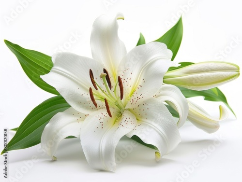 Stargazer lily in a bouquet of cut flowers on a white background