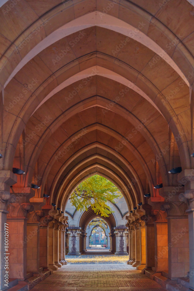 Ginkgo Trees of the University of Tokyo