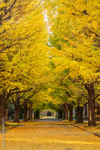 Ginkgo Trees of the University of Tokyo