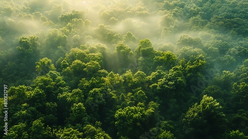 The lush green forest is shrouded in a mysterious mist, creating a captivating and serene atmosphere.