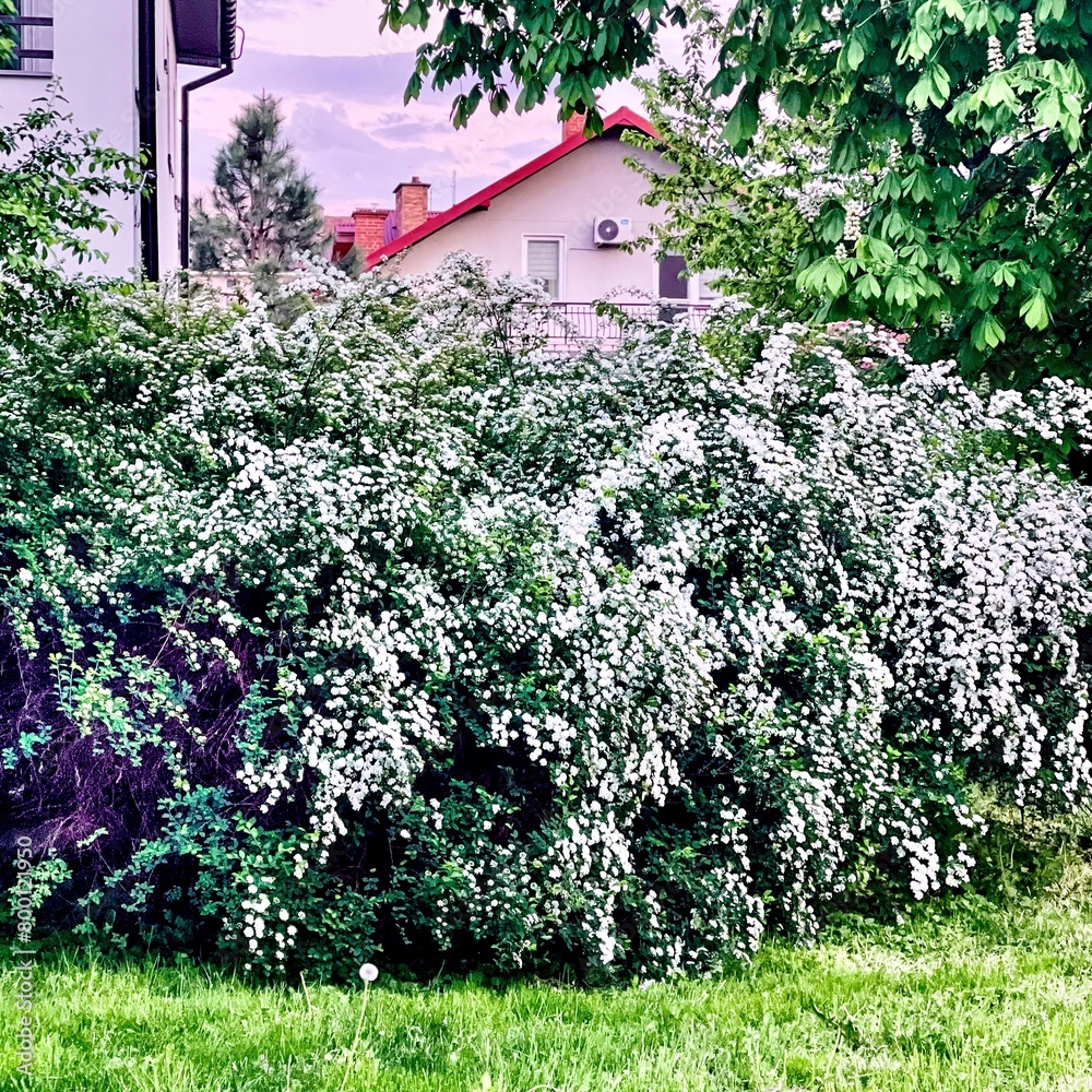 Blooming bush of spirea Vangutta in the spring garden. People call this bush the bride.