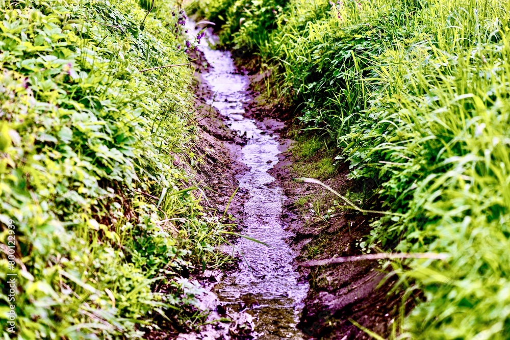 A small stream flows through the green grass in the summer forest.