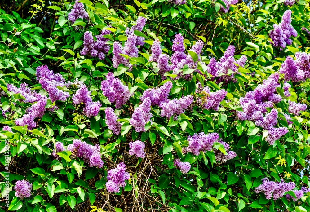 Branch of lilac flowers on a background of green leaves.