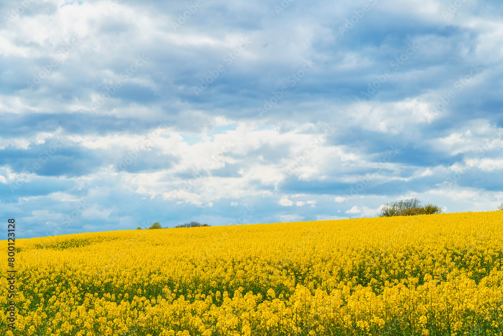An aerial panoramic view of a large field of bright yellow blooming canola with trees in the background under a pale blue sky with white clouds.