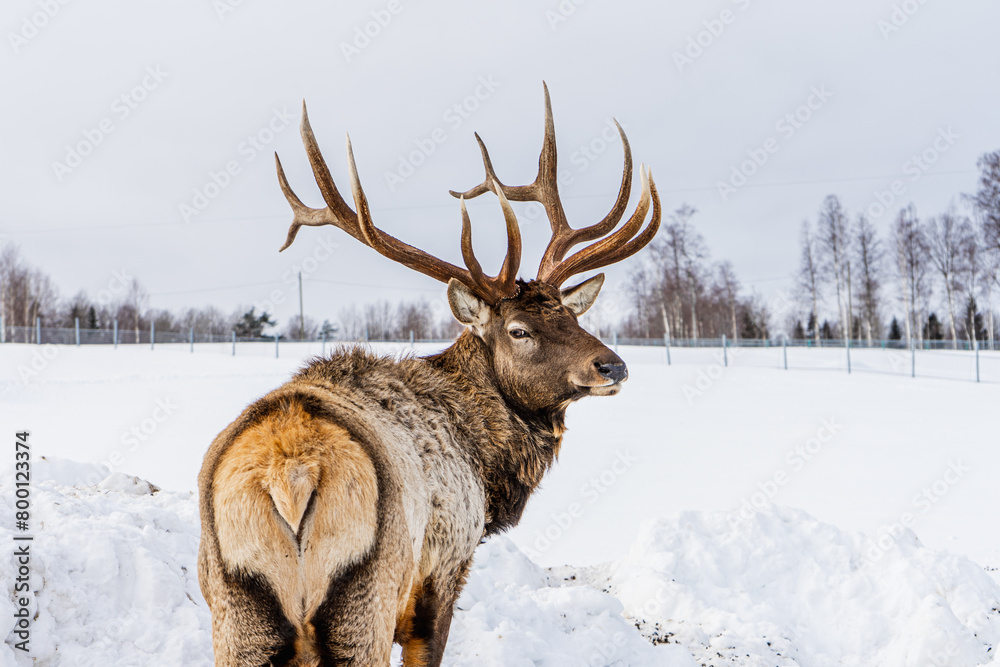 lonely proud deer with antlers and brown and gray fur looking into the distance and into the frame in a pen in a cage at the zoo lonely proud deer with antlers and brown and gray fur looking into the distance and into the frame in a pen in a cage at the zoo